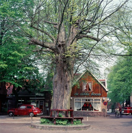 HVB FO 00431  De Dikke Boom